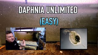 How I Raise Daphnia Water Fleas And You Can Too [upl. by Gayle]