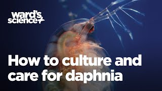 Caring and Culturing for Daphnia [upl. by Av]