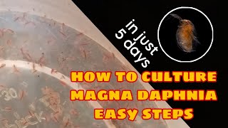 How to Culture Magna Daphnia Easily [upl. by Yttiy]