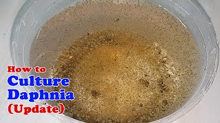 How to Culture Daphnia Update with ZERO Cost  Unlimited Live Food for Our Fish [upl. by Ojeitak241]