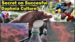 How to Culture Daphnia Successfully [upl. by Ttenrag739]