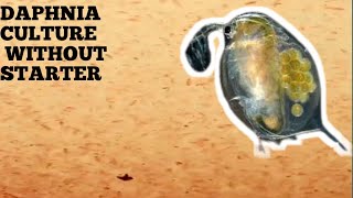 HOW TO CULTURE DAPHNIA NATURALLY WITHOUT A STARTER [upl. by Maire274]