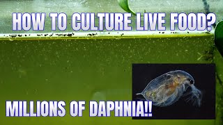 How to Culture Daphnia Secret Method to Breed MILLIONS  Simply Aquatic [upl. by Ahcim]