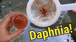 How I Culture Daphnia In Outdoor Tubs [upl. by Henrietta]