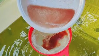 How to culture daphnia  Daphnia culture  How to grow daphnia outdoor [upl. by Aerdma98]