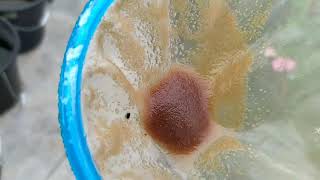 How to culture daphnia moina in a small container Part 1 English Subtitle [upl. by Samoht]