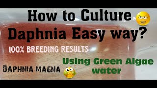 Daphnia MagnaHow to Culture Daphnia Easy wayCulturing Daphnia using Green water Daphnia [upl. by Latsyek]