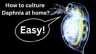 BEST Live Fish Food Beginner guide How to Culture Daphnia at home [upl. by Baggett]