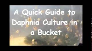 How to culture daphnia outside [upl. by Wilson]