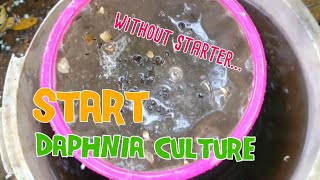 How to culture daphnia moina the easy way 1  Starting the Daphnia culture [upl. by Lais]