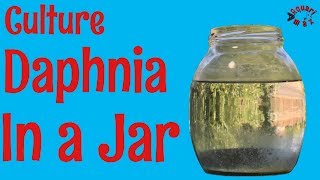 How to Culture Daphnia in a Jar [upl. by Akela]