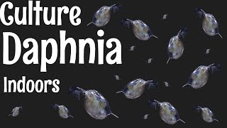 How to Culture Daphnia [upl. by Katrinka]