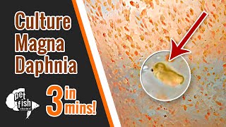 How to culture DAPHNIA MAGNA  The easy way [upl. by Ziagos]