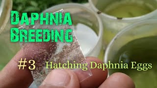 Daphnia Culture made simple and easy 3  Hatching Daphnia eggs [upl. by Chancelor997]