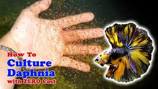 How to Culture Daphnia with ZERO Cost  Unlimited Live Food For Our Fish [upl. by Cliffes]