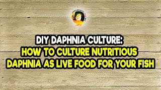 DIY Daphnia Culture How to Culture Nutritious Daphnia as Live Food for Your Fish [upl. by Gelb]