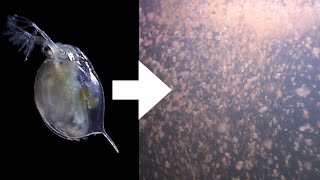 How I Culture Daphnia [upl. by Aliuqa]