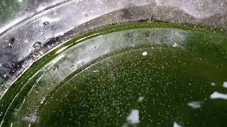 DAPHNIA MOINA CULTURE IN A SMALL BUCKET [upl. by Keely782]