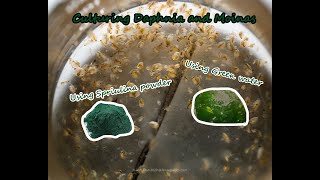 How To Culture Daphnia and Moinas using Green Water Spirulina powder [upl. by Iviv723]