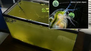 Raising Daphnia for the Freshwater Aquarium [upl. by Sage]