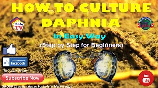 HOW TO CULTURE DAPHNIA In Easy Way [upl. by Duval]